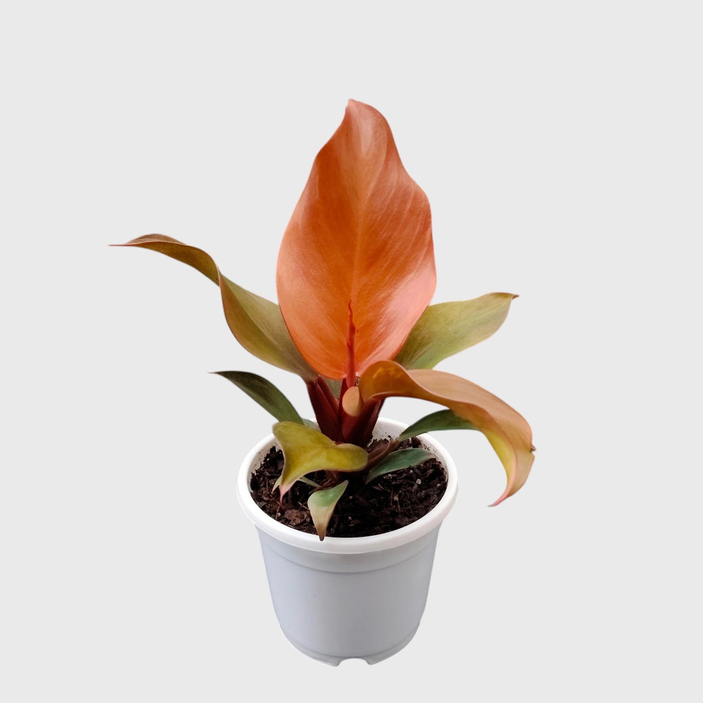 Philodendron McColley’s Finale | Well Rooted Mature Colorful Foliage Plant