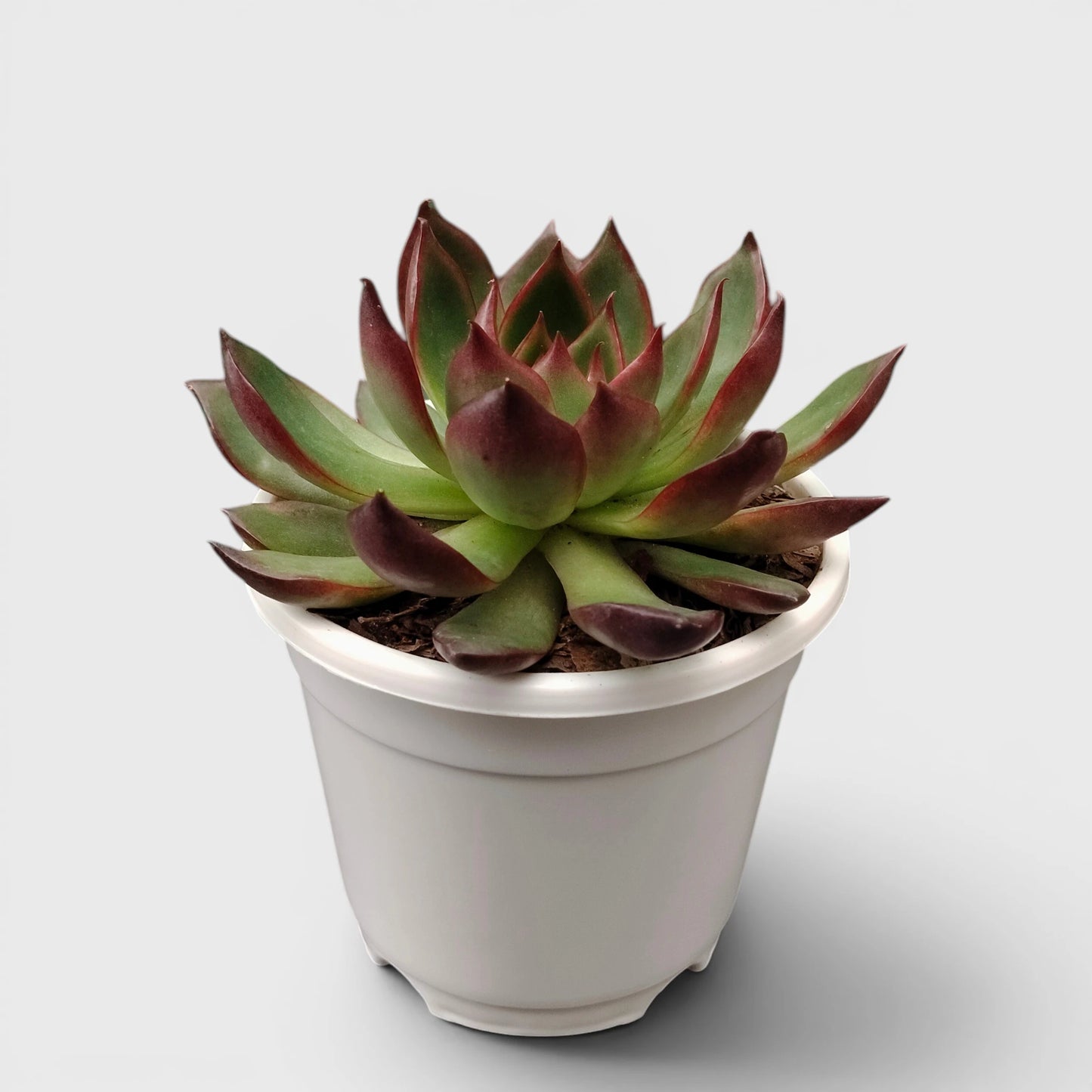 Colorful red margin succulent plant