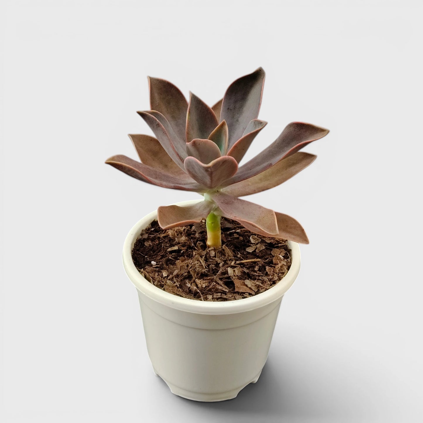 Graptoveria 'Fred Ives' – Color-Changing Rosette Succulent Indoor Plant