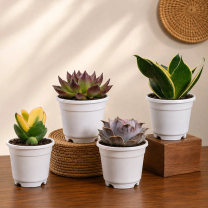Colourful Indoor & Outdoor Plants Collection of 4 | Variegated Succulents & Air Purifying Plant