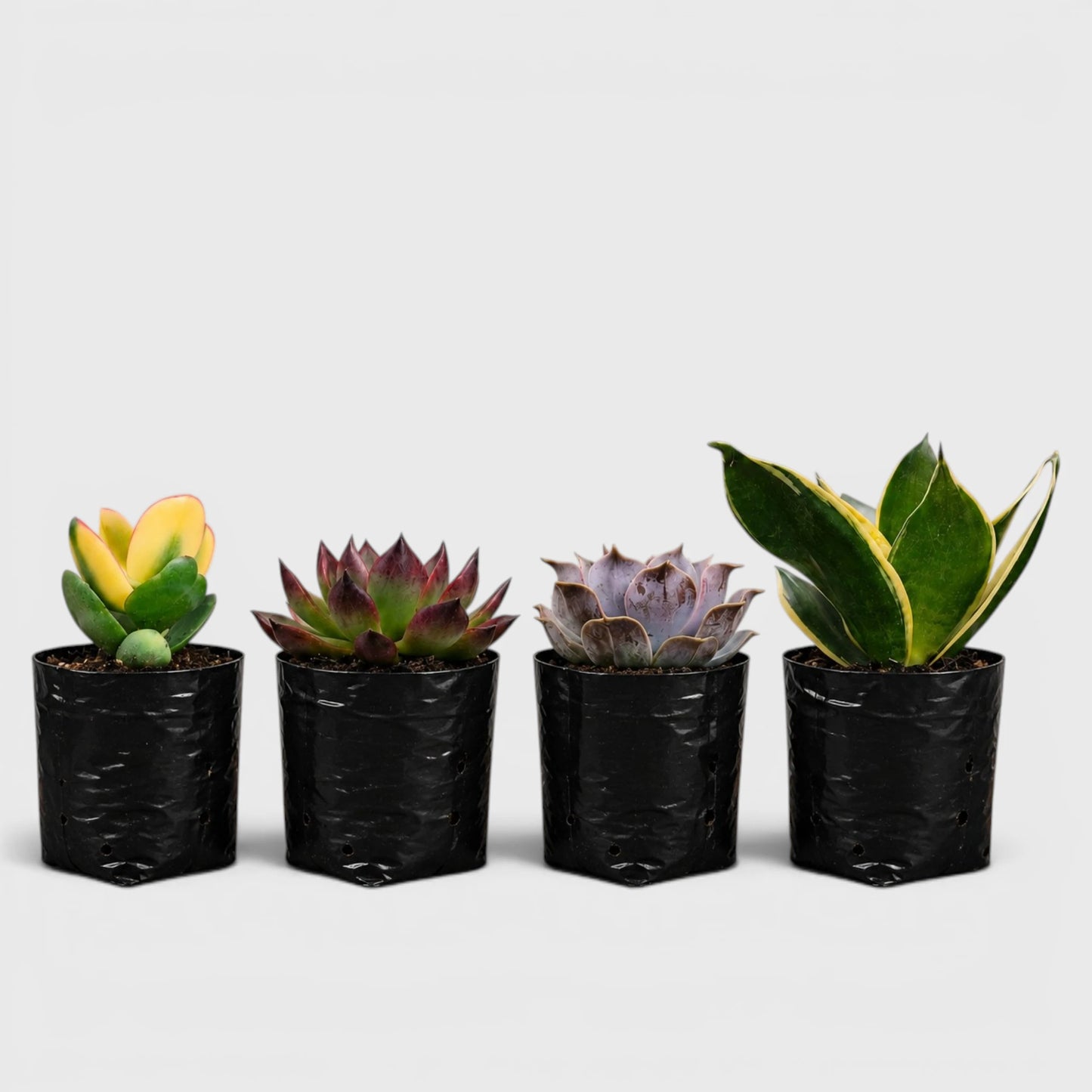 Colourful Indoor & Outdoor Plants Collection of 4 | Variegated Succulents & Air Purifying Plant