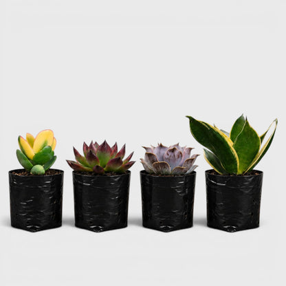Colourful Indoor & Outdoor Plants Collection of 4 | Variegated Succulents & Air Purifying Plant