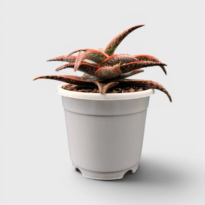 Aloe Hybrid Firecracker Dwarf – Colorful Textured Rebloomer Succulent Plant | Bare Rooted