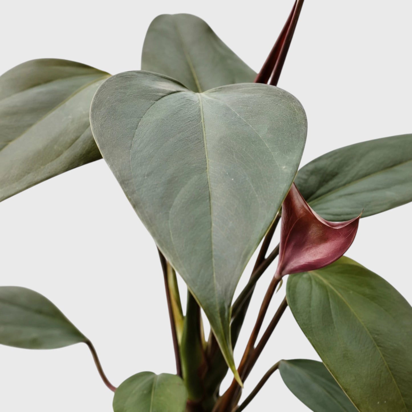 Dwarf Anthurium – Compact Flowering Anthurium | Premium Indoor Plant for Home & Office