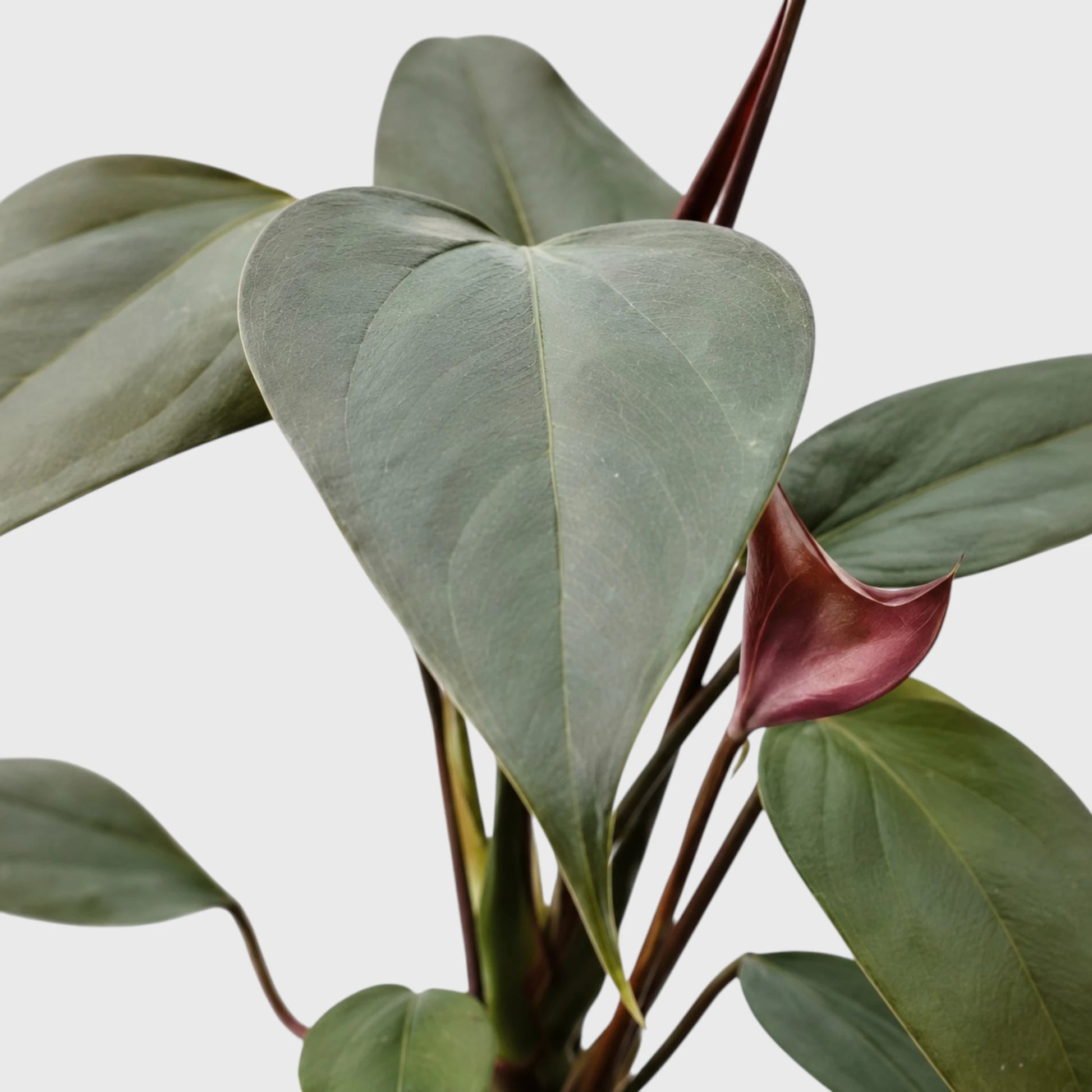 Dwarf Anthurium – Compact Flowering Anthurium | Premium Indoor Plant for Home & Office