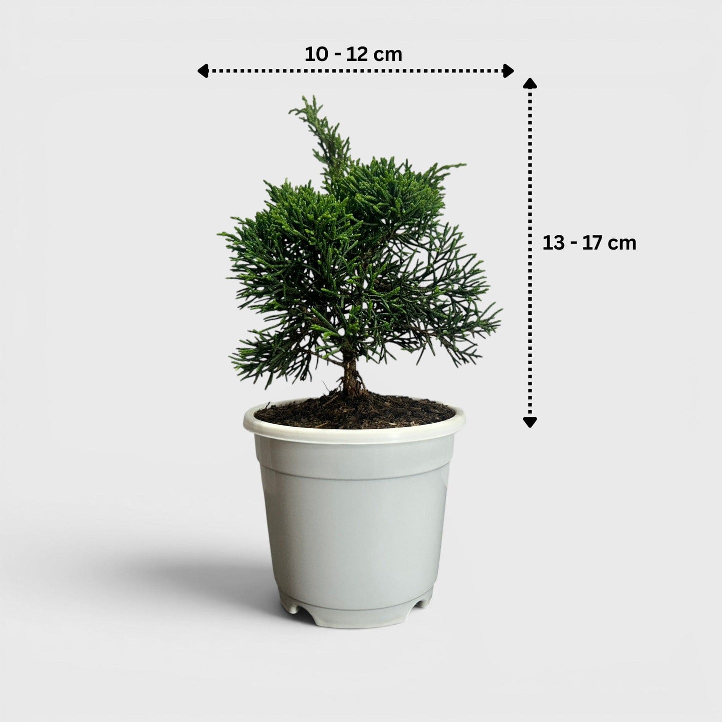 Chinese Pine Dwarf – Mini Bonsai Style Indoor Conifer Plant (13–17 CM)
