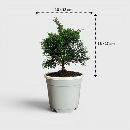 Chinese Pine Dwarf – Mini Bonsai Style Indoor Conifer Plant (13–17 CM)