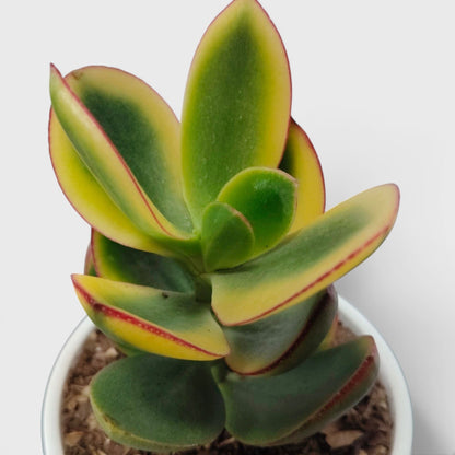 Crassula Ovata Maruba Variegated Tricolor – Rare Jade Succulent Indoor Plant | Good Luck Jade Plant for Home and Offices | Bare Rooted