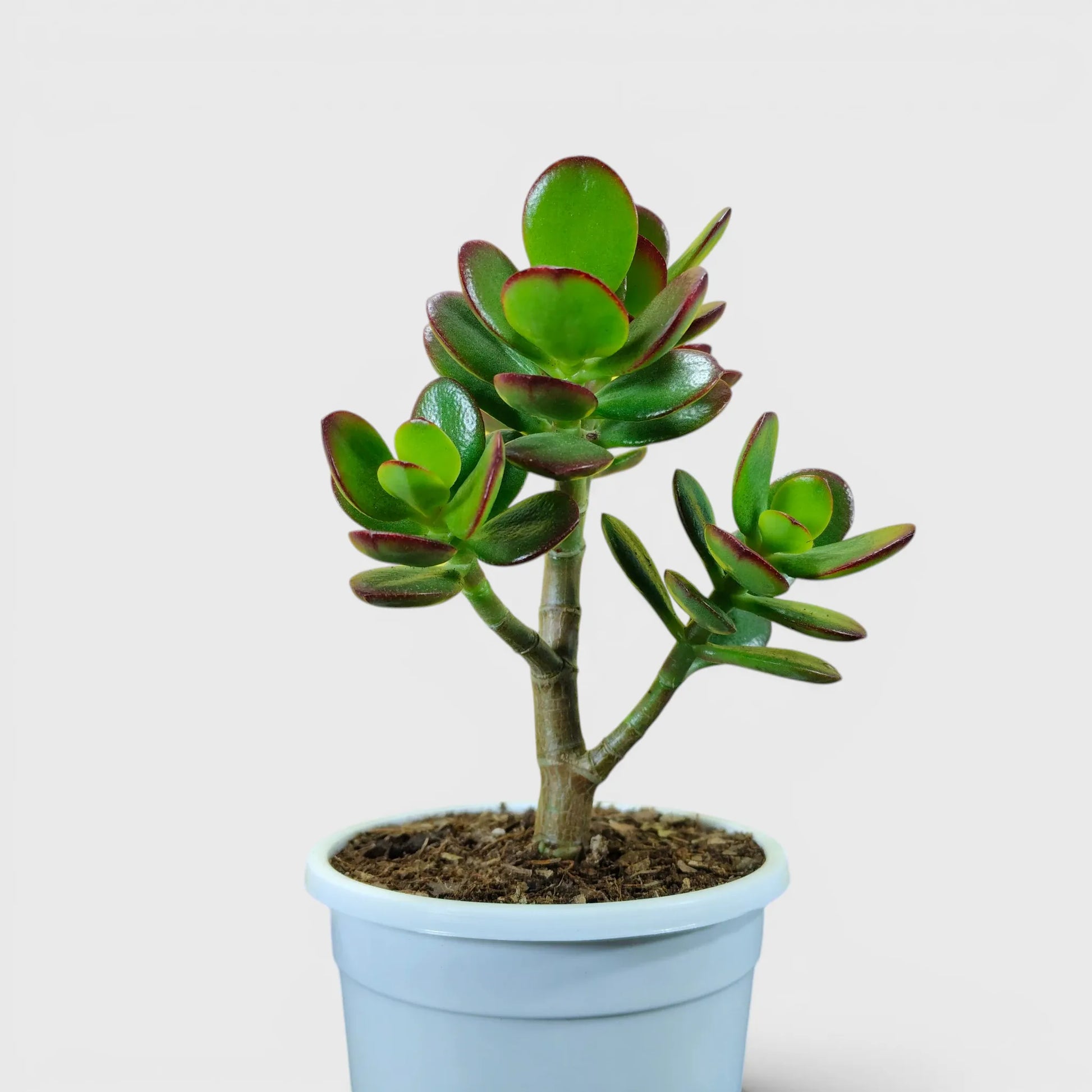 Green Golden Crassula Ovata – Medium Size 3 to 4 Branched Money Jade Plant | Bare Rooted