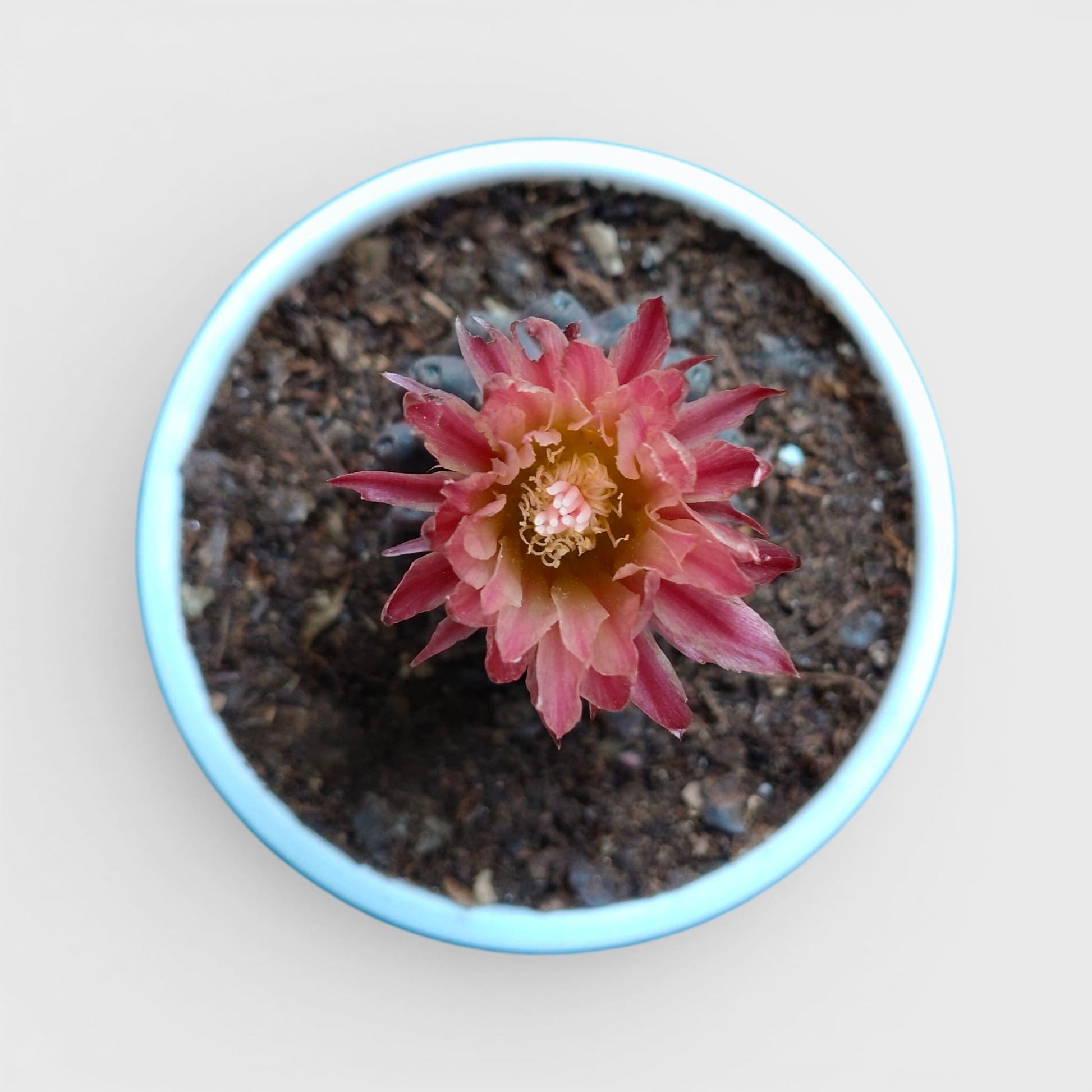 Copiapoa Cactus: Stunning Desert Beauty for Homes, Offices, and Gardens | Rare Cacuts | Bare Rooted