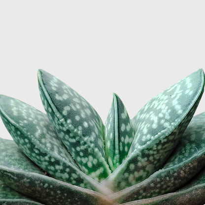 Gasteria Liliputana – Miniature Textured Succulent Indoor Plant