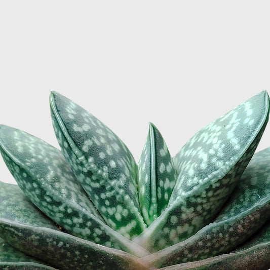 Gasteria Liliputana – Miniature Textured Succulent Indoor Plant