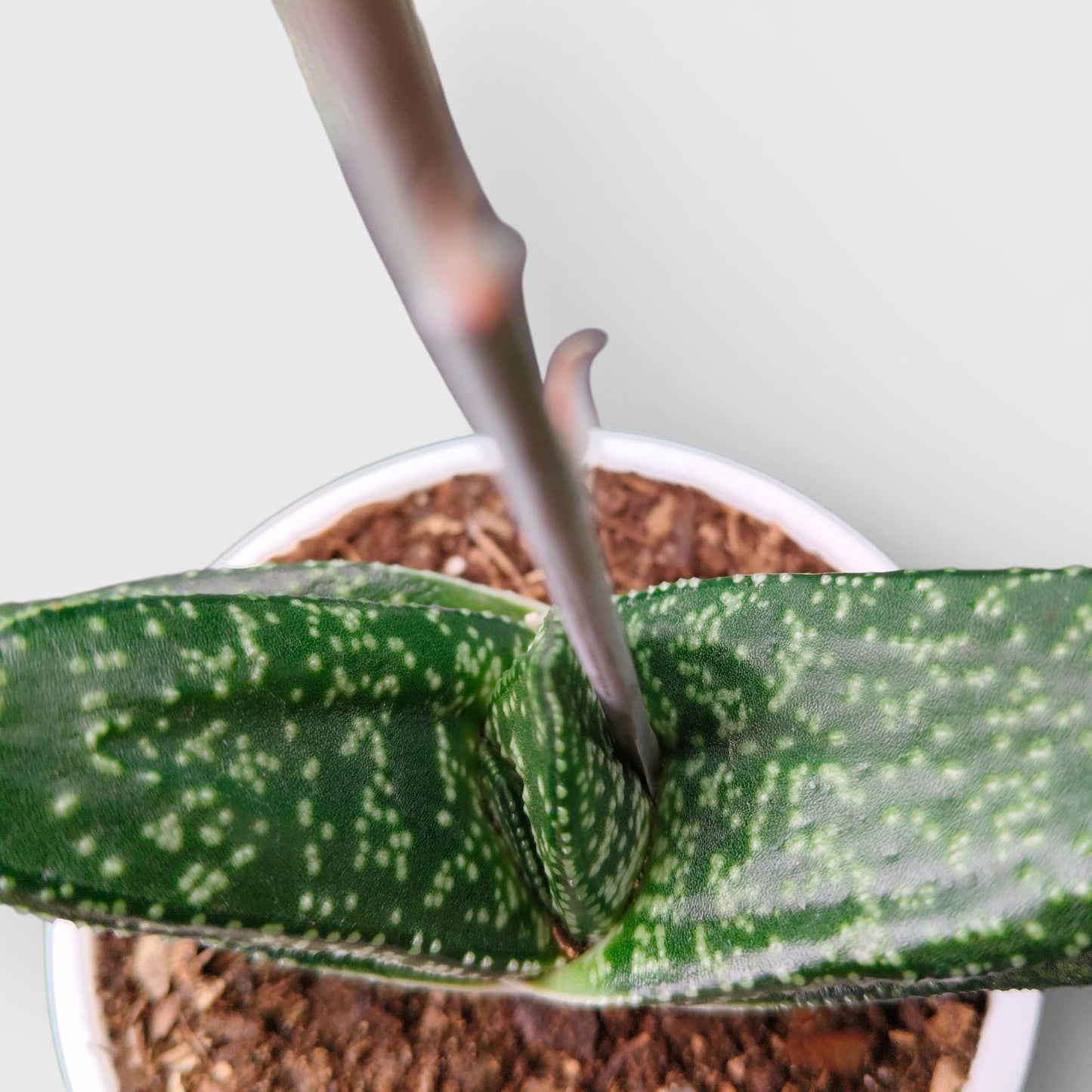Gasteria Pillansii Hybrid – Rare Indoor Succulent