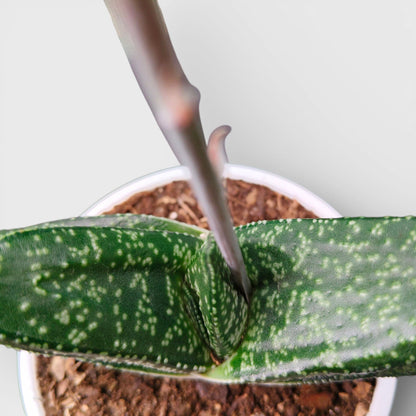 Gasteria Pillansii Hybrid – Rare Indoor Succulent