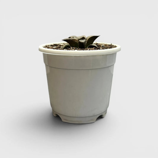 Rare Haworthia Retusa x Splendens Hybrid SR001 | Seed Grown Collector Hybrid Succulent | Bare Rooted