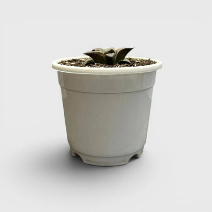 Rare Haworthia Retusa x Splendens Hybrid SR001 | Seed Grown Collector Hybrid Succulent | Bare Rooted