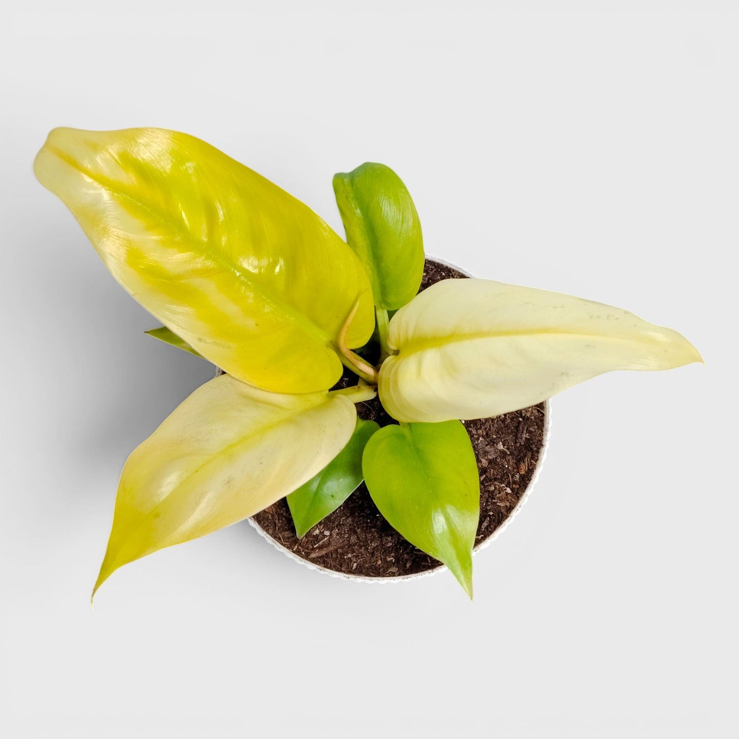 Philodendron Golden Melinonii – Rare Golden Foliage Indoor Plant