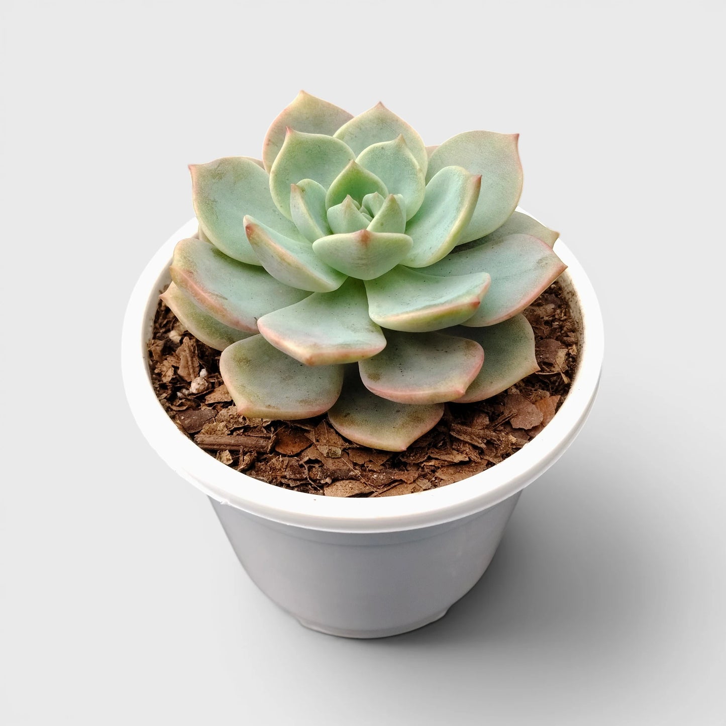 Graptoveria Titubans: Enhance Your Space with the Perfect Succulent for Home, Office, and Garden – Bare-Rooted