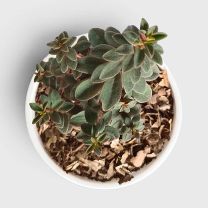 Peperomia Rubella – Trailing Peperomia Indoor Plant | Hanging Air Purifying Houseplant | Bare Rooted