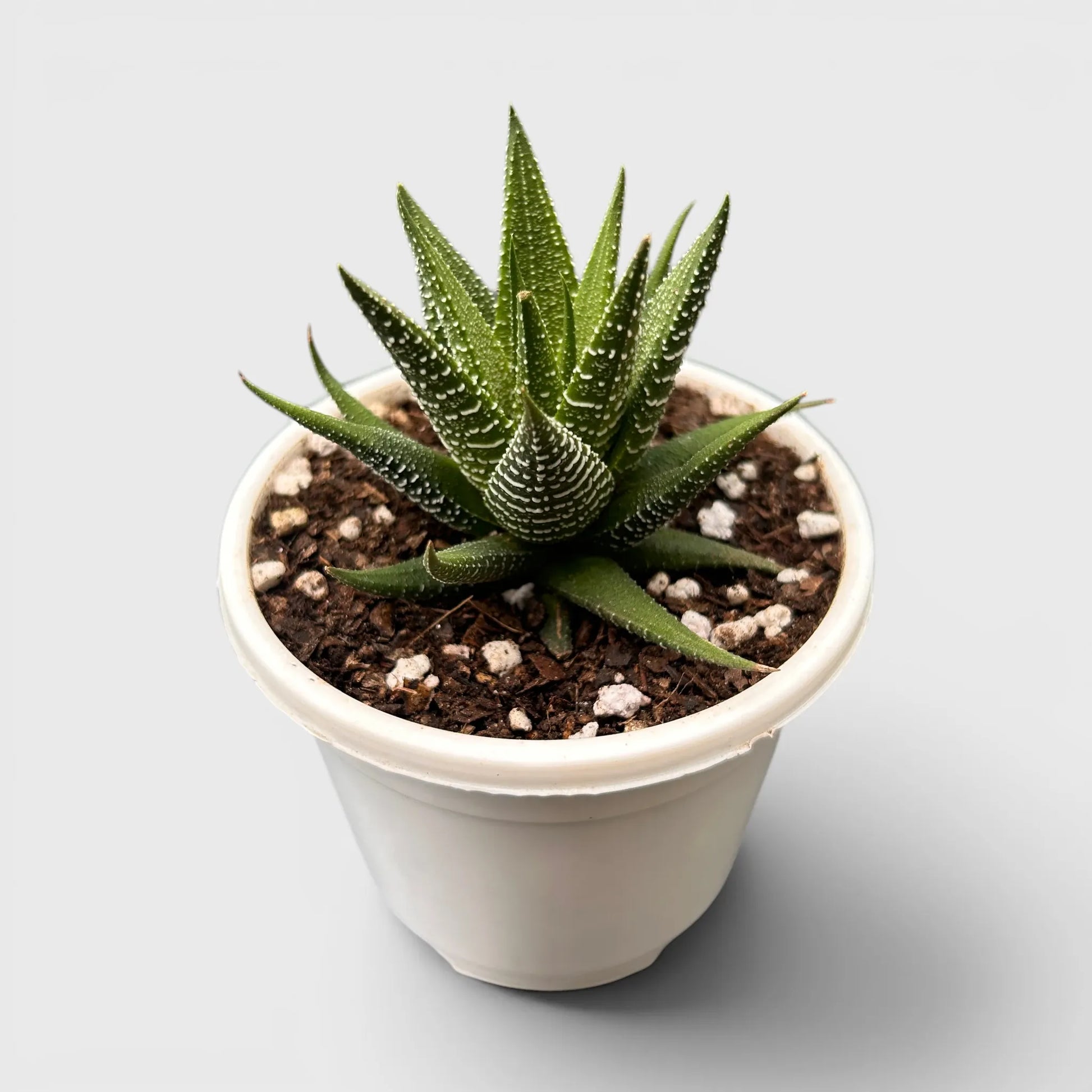 Haworthia Fasciata – Textured Zebra Succulent Indoor Plant | Bare Rooted