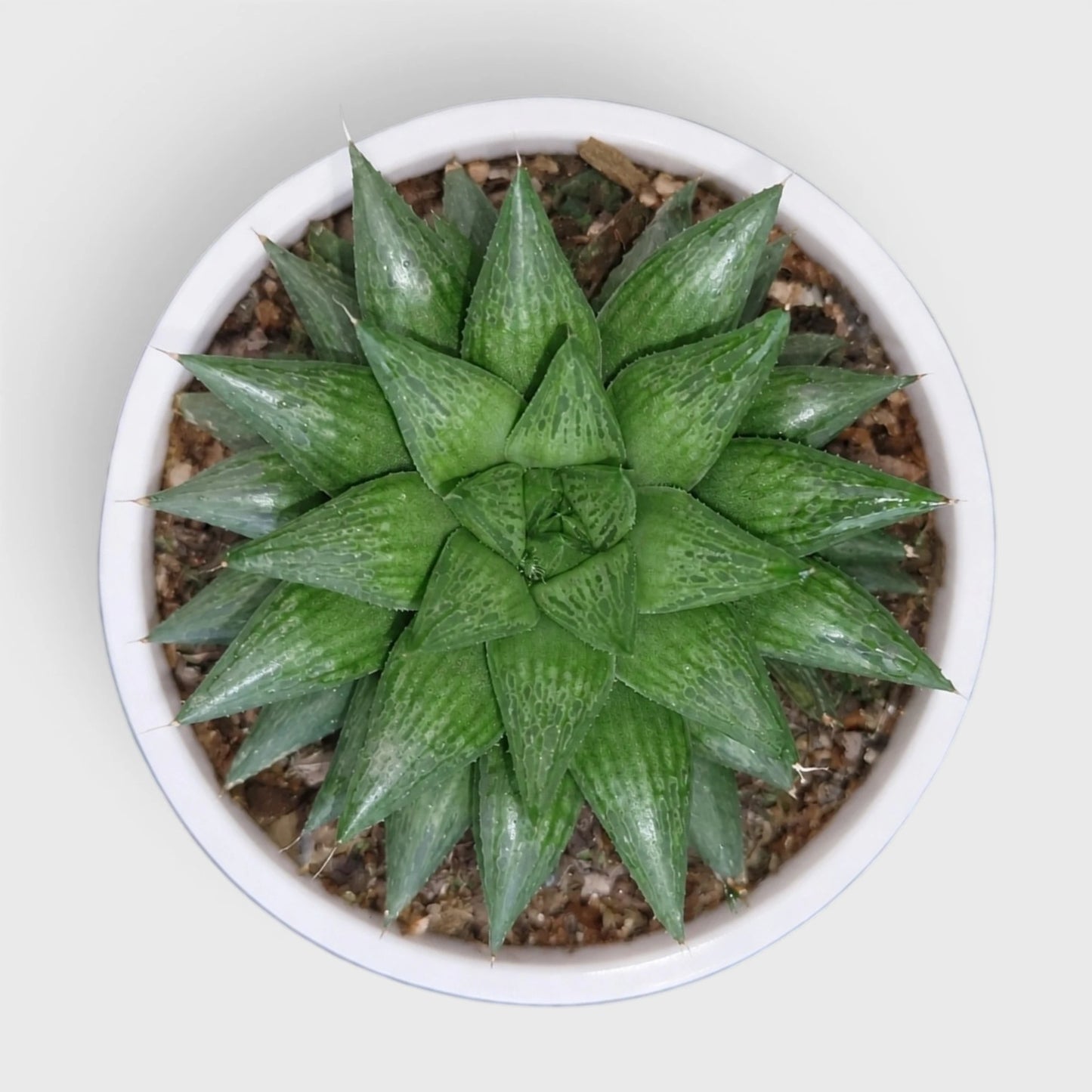 Rare Haworthia Mucronata | Compact Window Succulent Plant