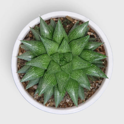 Rare Haworthia Mucronata | Compact Window Succulent Plant