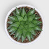 Rare Haworthia Mucronata | Compact Window Succulent Plant