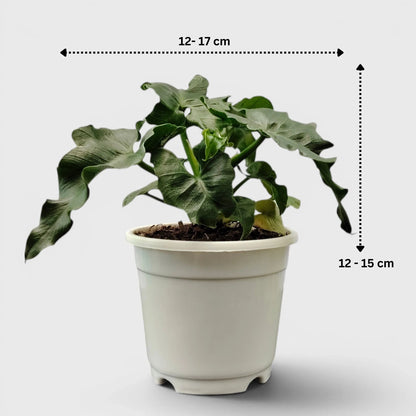 Rare Philodendron Atom | Compact Tropical Aroid Foliage Indoor Plant