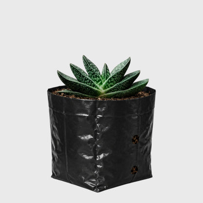 Gasteria Liliputana – Miniature Textured Succulent Indoor Plant