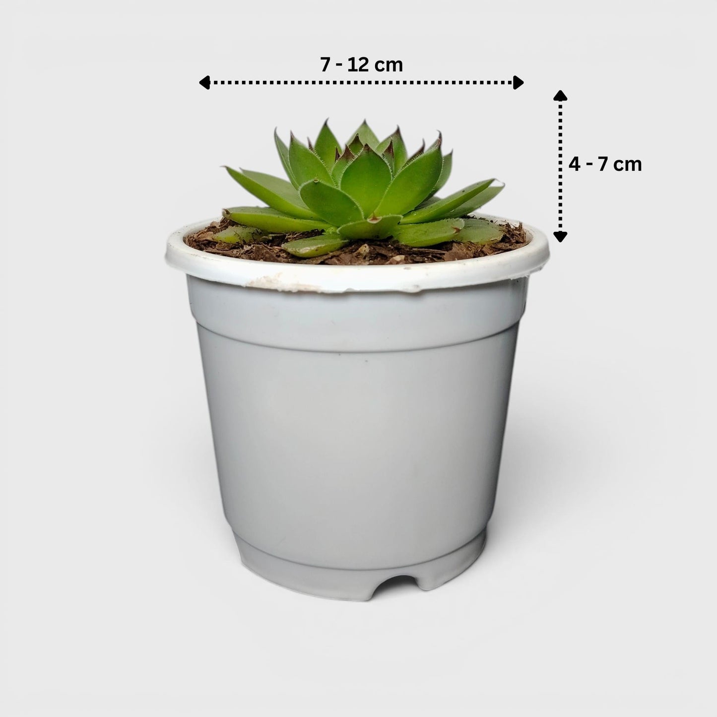 Laxmi Kamal Hen and Chicks Sempervivum Red Tipped – Vastu Succulent Indoor Plant | Perfect for Gifting | Bare Rooted