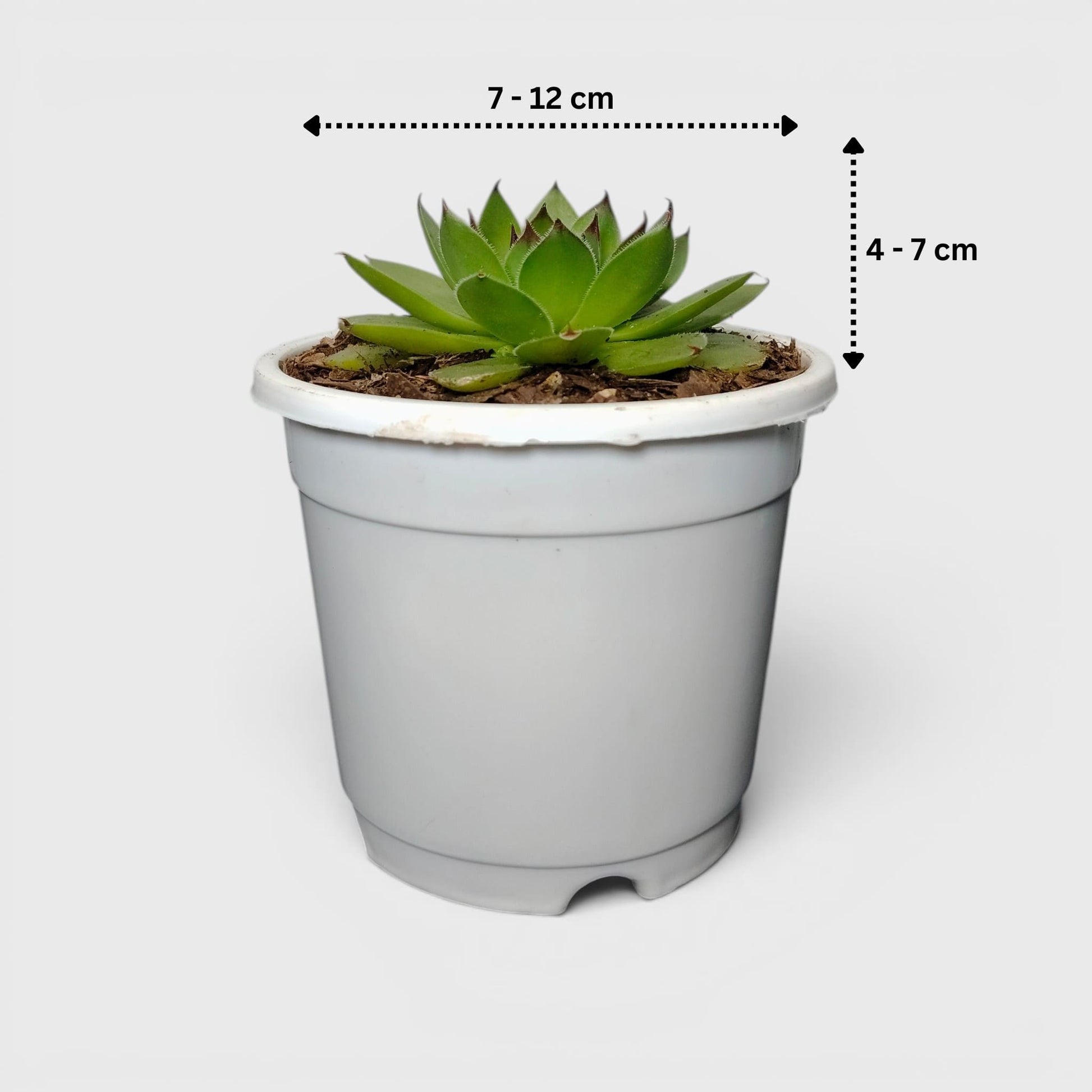 Laxmi Kamal Hen and Chicks Sempervivum Red Tipped – Vastu Succulent Indoor Plant | Perfect for Gifting | Bare Rooted