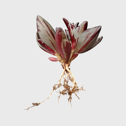 Lenophyllum Guttatum – Rare Speckled Succulent Plant with Premium Coloration | Bare Rooted