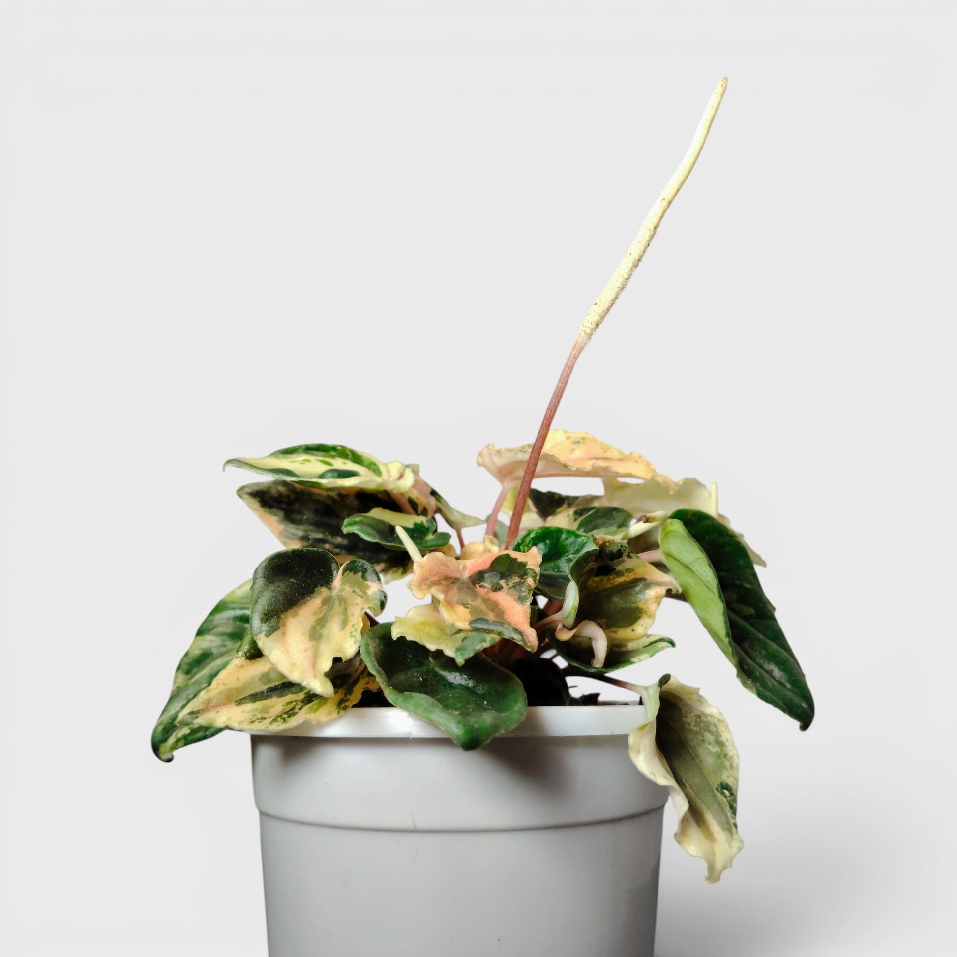 Peperomia Caperata ‘Pink Lady’ Variegated – Compact Indoor Foliage Plant