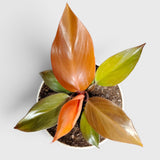 Philodendron McColley’s Finale – Colorful Foliage Indoor Plant