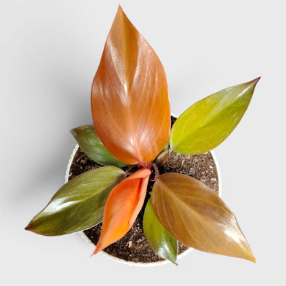 Philodendron McColley’s Finale – Colorful Foliage Indoor Plant