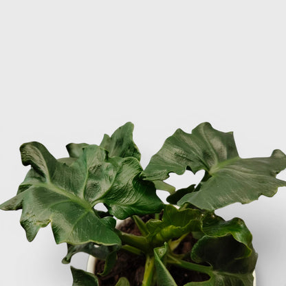 Rare Philodendron Atom | Compact Tropical Aroid Foliage Indoor Plant