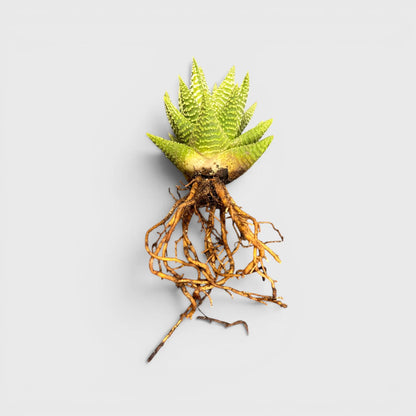 Haworthia Pumila x Tears of Angel – Collector Hybrid Succulent | Best Indoor Plants | Bare Rooted