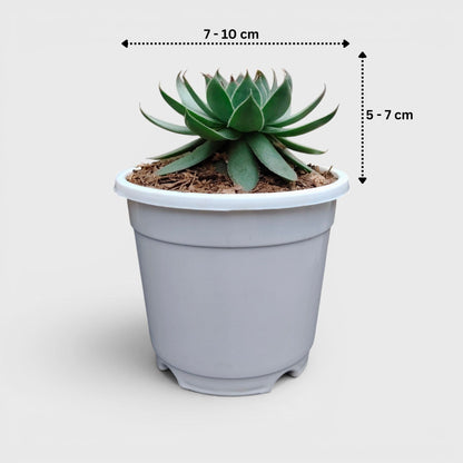 Green Red Tipped Laxmi Kamal Sempervivum – Decorative Rosette Succulent Plant | Perfect for Gifting | Bare Rooted