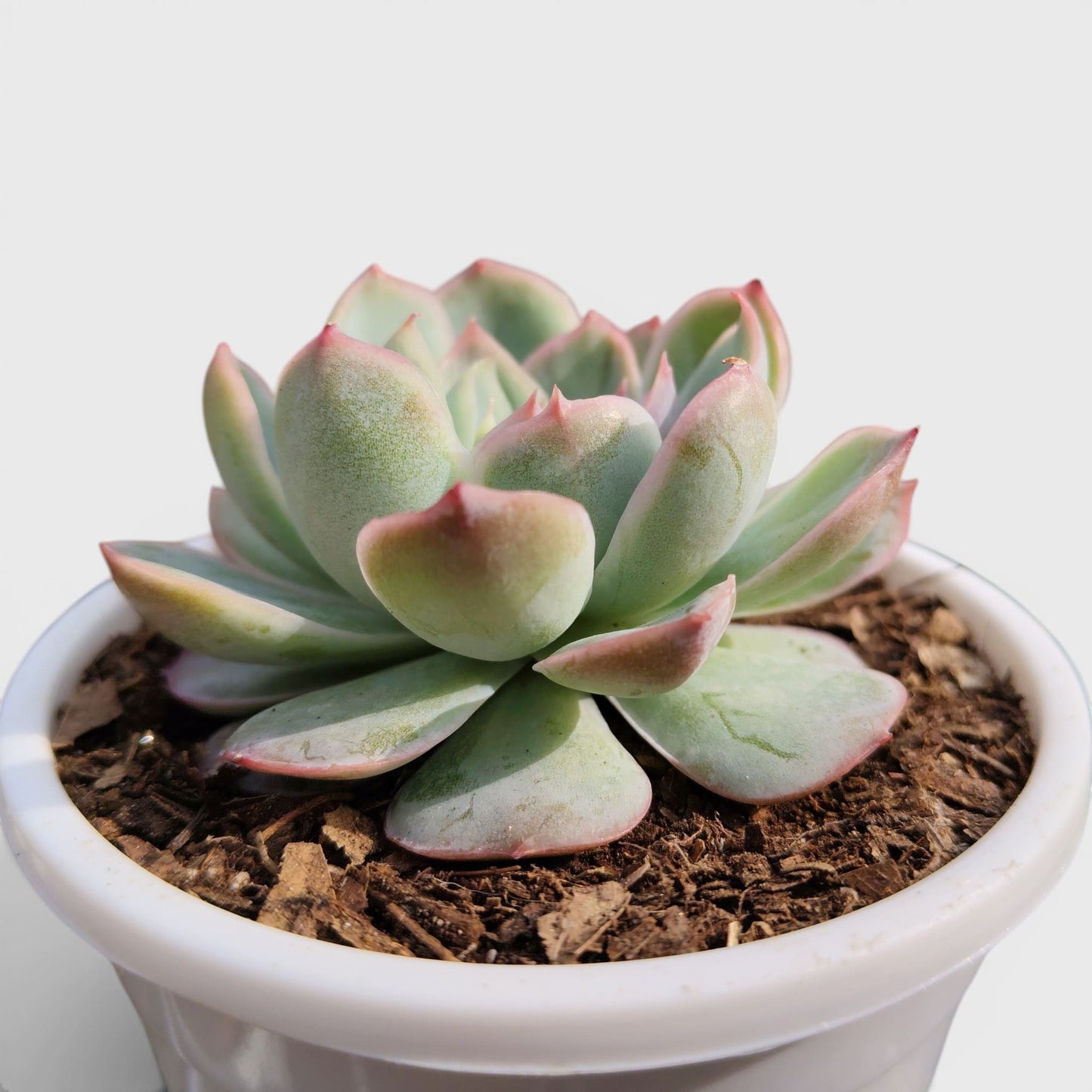 Echeveria Moon Fairy – Rare Pastel Rosette Succulent Indoor Plant | Bare Rooted