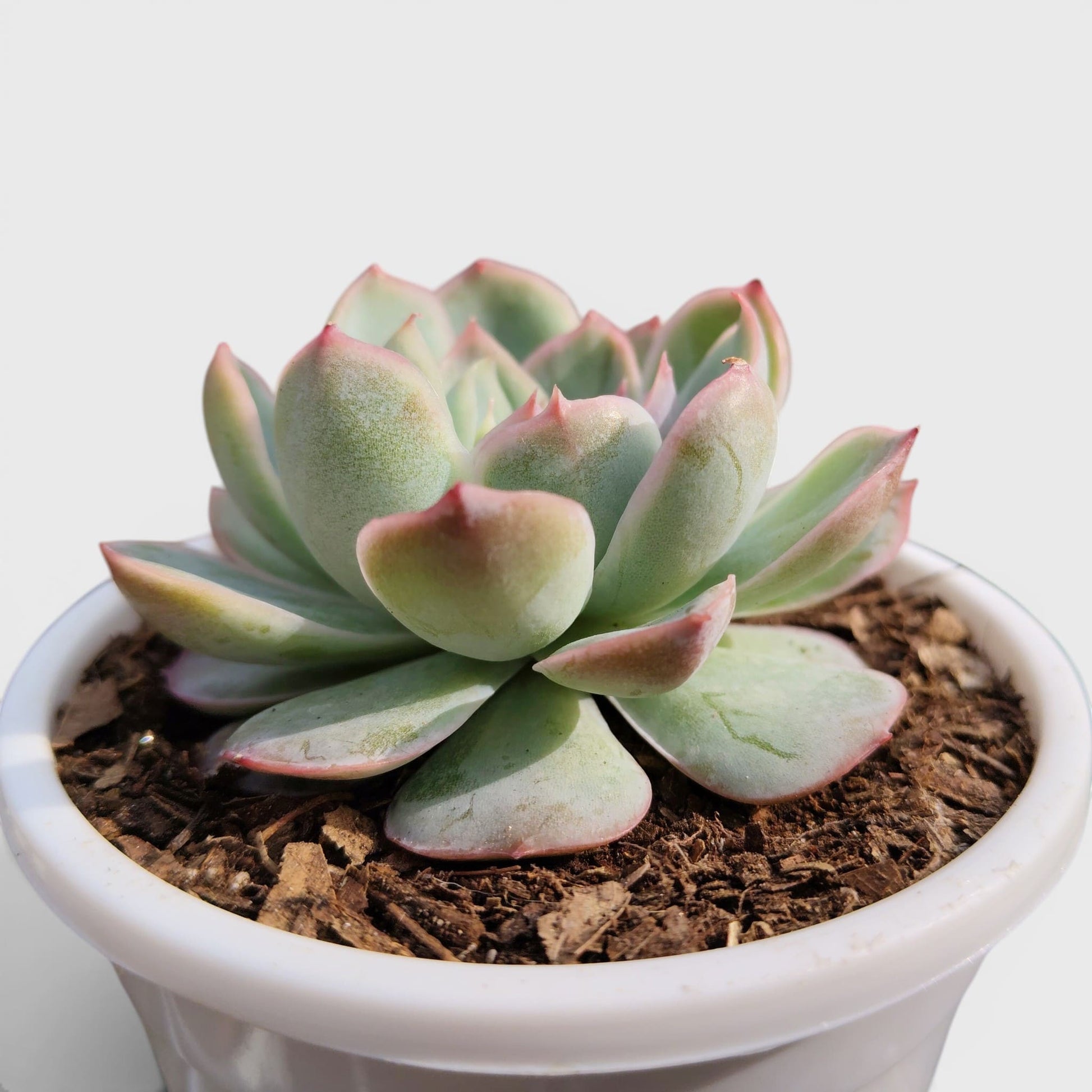 Echeveria Moon Fairy – Rare Pastel Rosette Succulent Indoor Plant | Bare Rooted