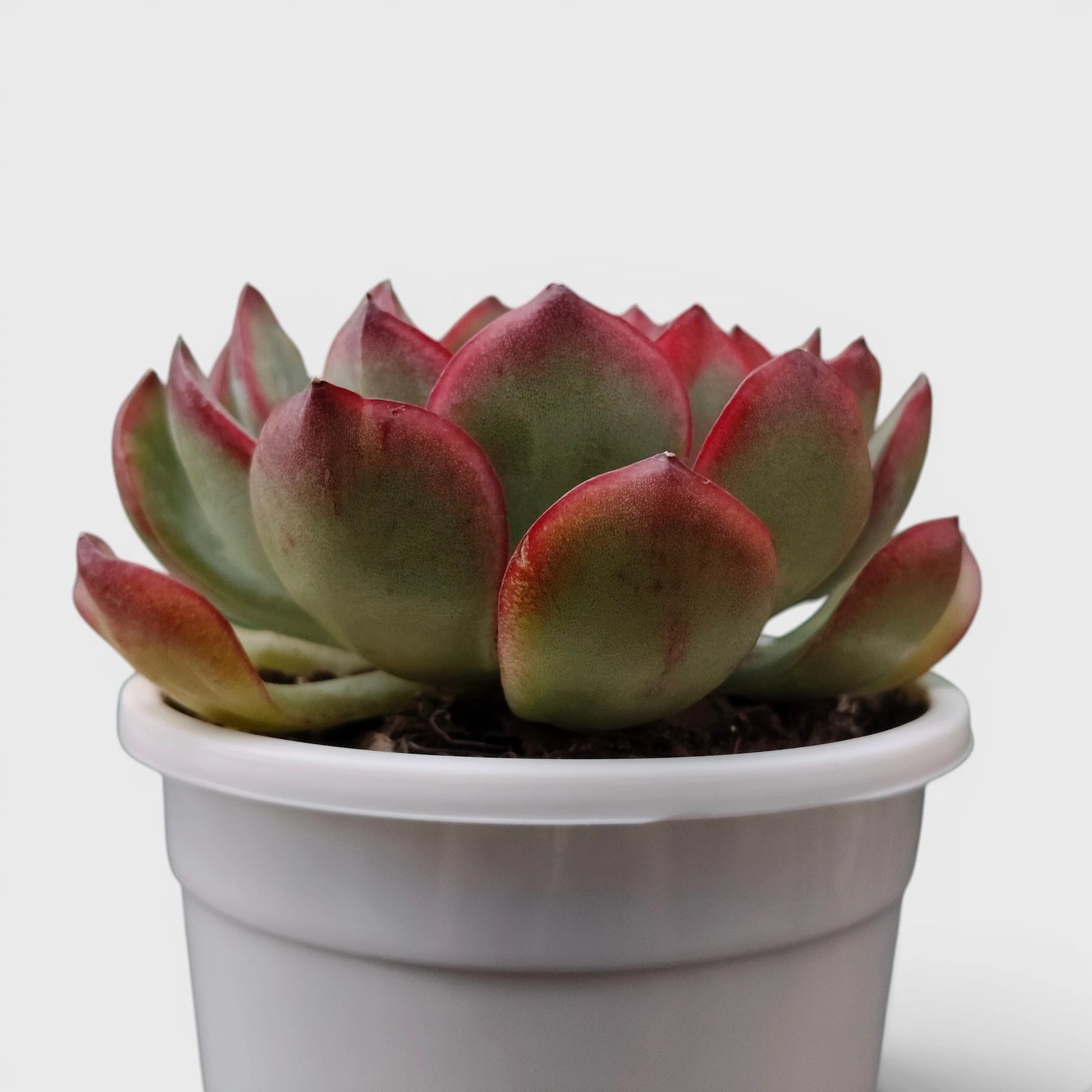 Echeveria Pulidonis – Red Edge Rosette Succulent | Premium Indoor & Balcony Plant