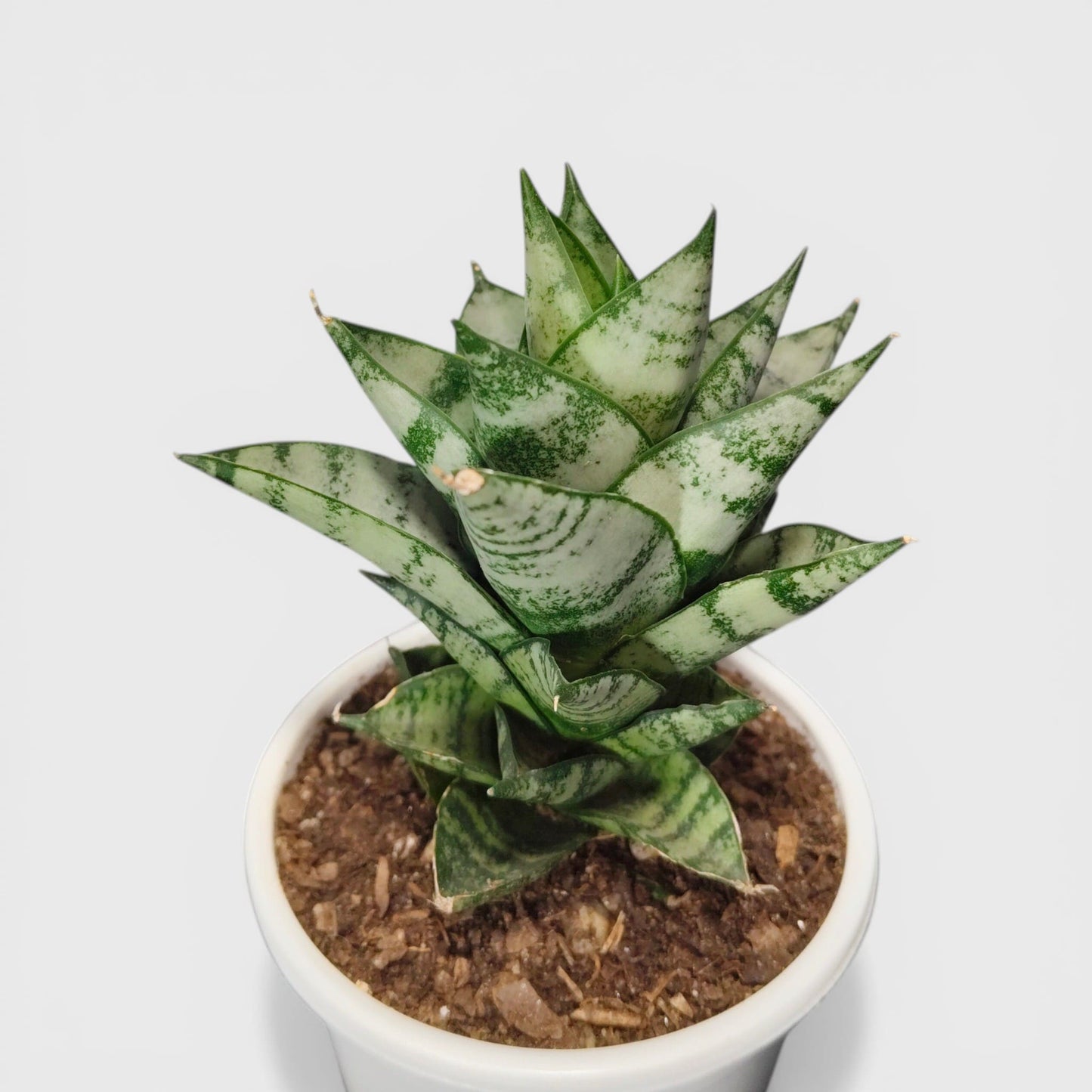 Upright compact Sansevieria plant