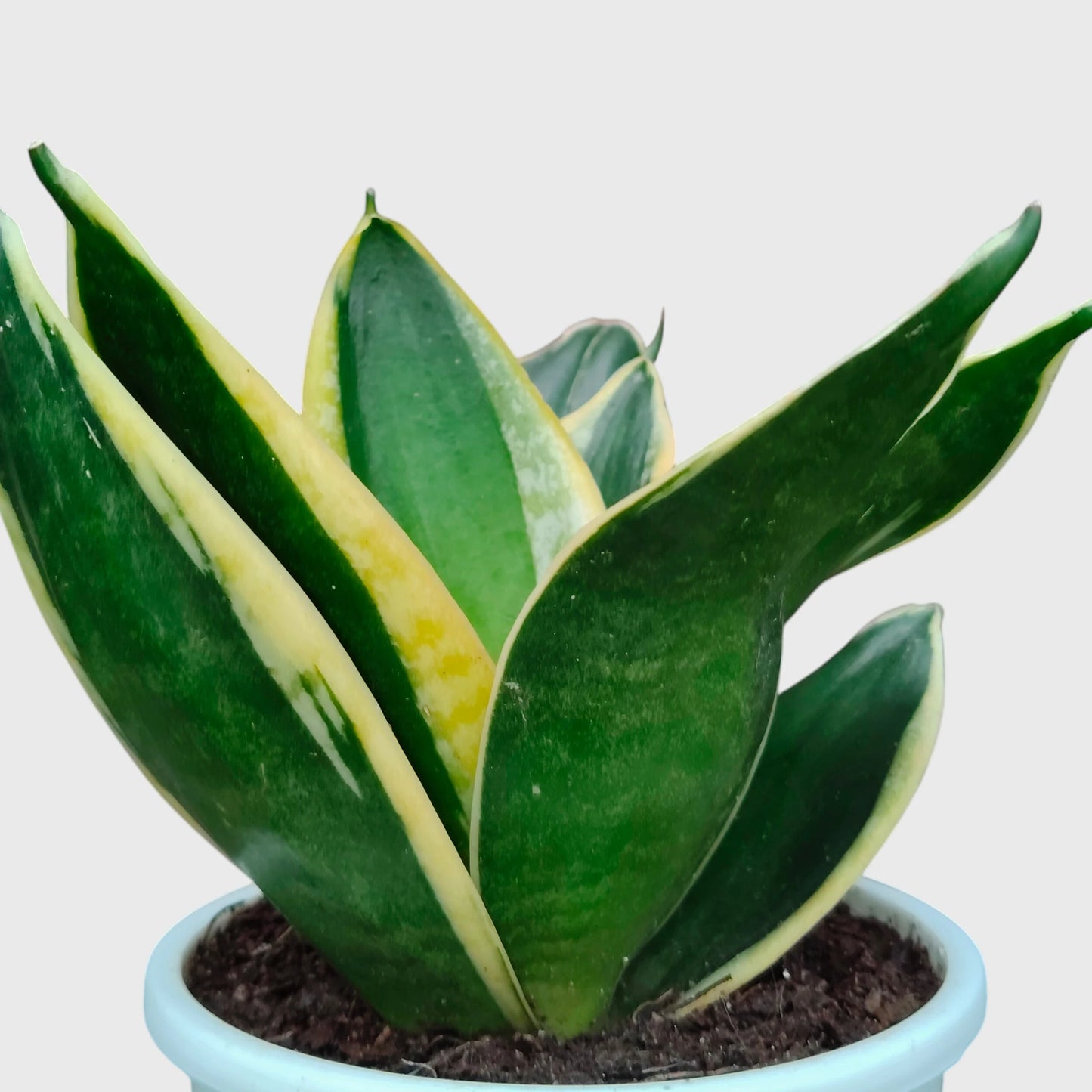 Indoor variegated snake plant for homes and offices