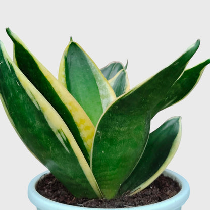 Indoor variegated snake plant for homes and offices