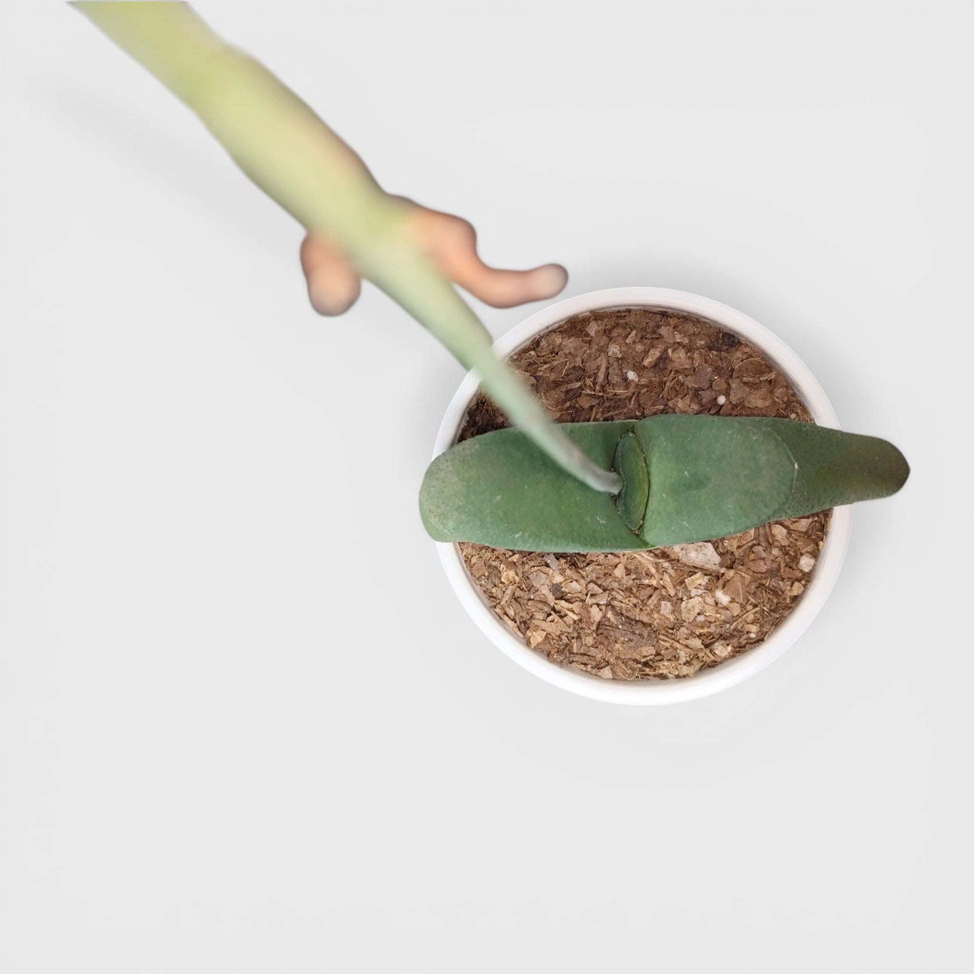 Gasteria Glomerata (Ox Tongue) – Rare Compact Succulent | Low Maintenance Indoor Plant | Bare Rooted