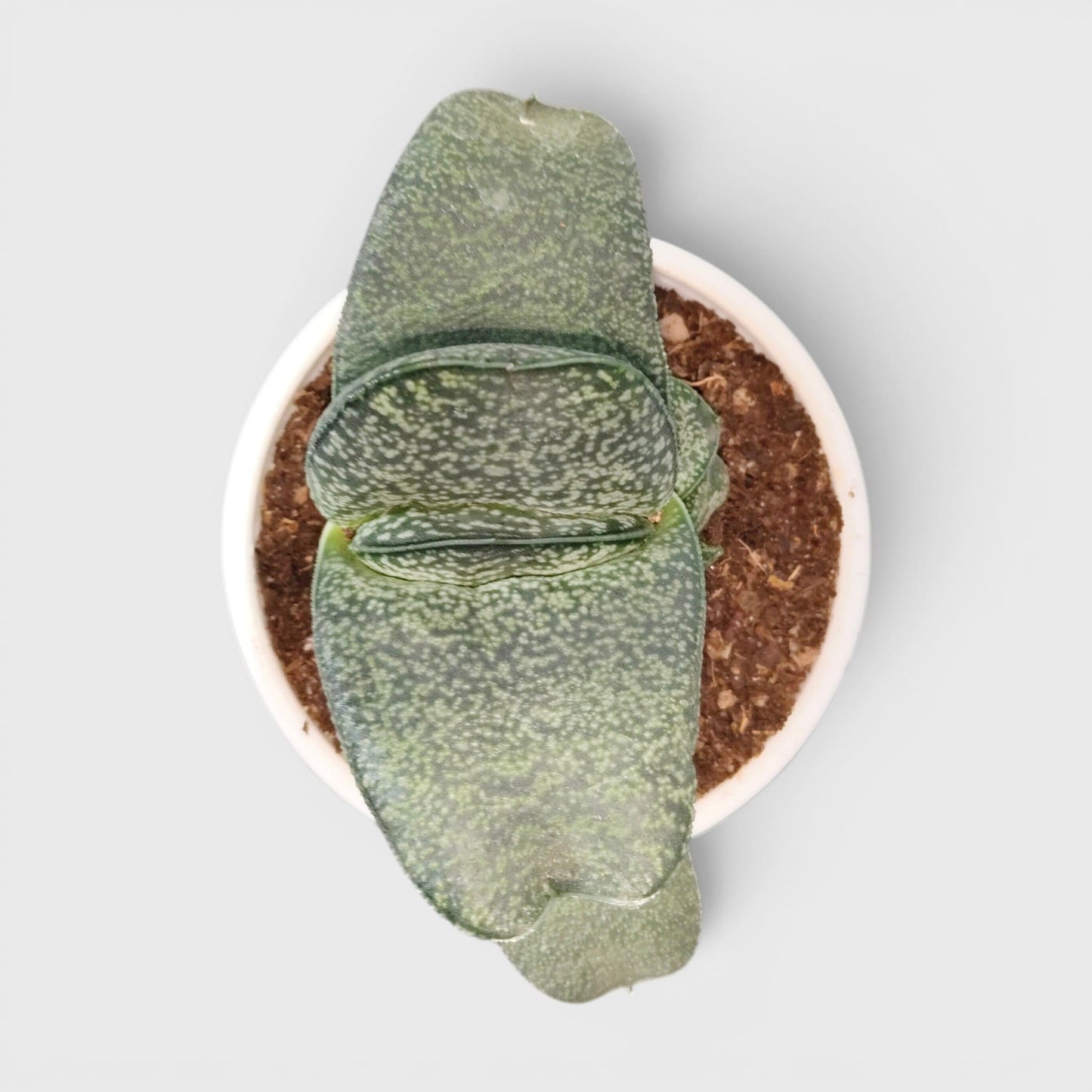 Gasteria Baylissiana – Rare Compact Succulent (Big Size, 10–12 cm) | Bare Rooted
