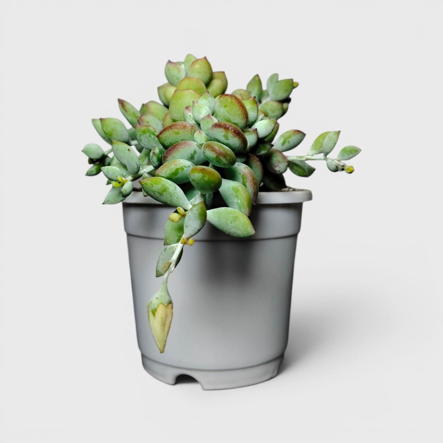 Compact trailing succulent arrangement
