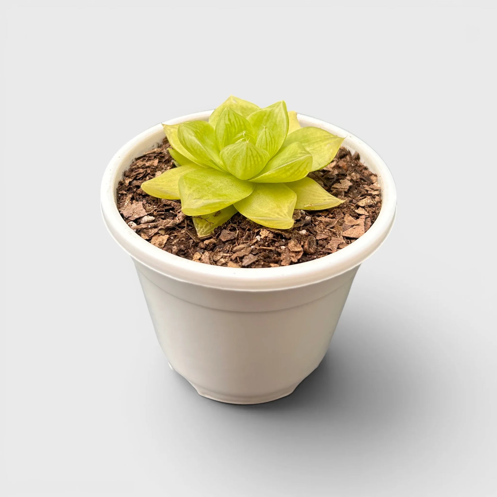 Golden Yellow Haworthia Cymbiformis Rare Variegated Succulent Plant | Perfect for Indoor Collections | Bare Rooted