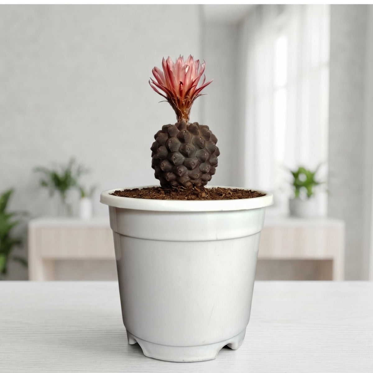 Copiapoa Cactus: Stunning Desert Beauty for Homes, Offices, and Gardens | Rare Cacuts | Bare Rooted