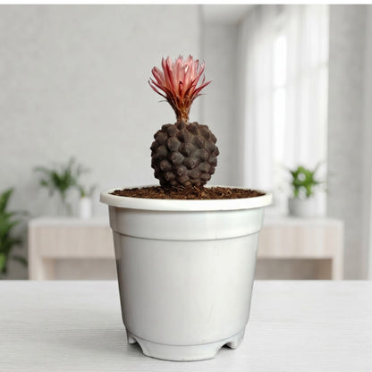 Copiapoa Cactus: Stunning Desert Beauty for Homes, Offices, and Gardens | Rare Cacuts | Bare Rooted
